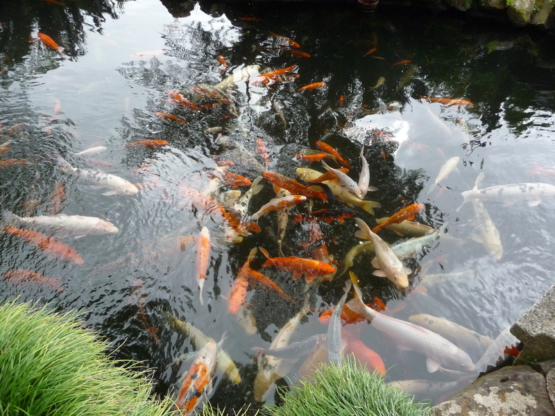 outdoors, underwater, marine, animal themes, koi, group of animals, large group of animals, Koi Carp, fish, animal, pond, nature, high angle view, day