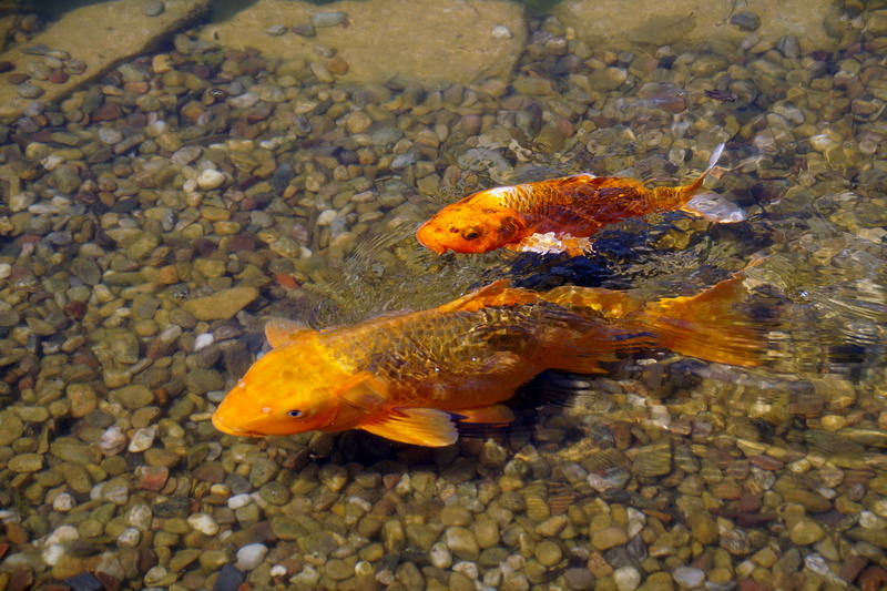 animal themes, day, underwater, animals in the wild, carp, fishy, swimming, koi, undersea, school of fish, orange, 5K, pebble, nature, marine, water, sea