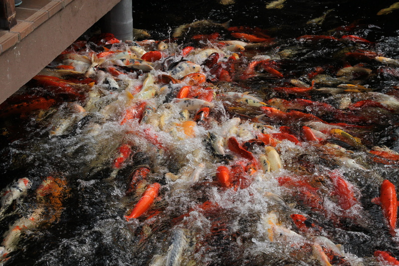 school of fish, outdoors, fish, water surface, vertebrate, Fish, pond, no people, animal themes, koi, mess, animals in the wild, 4K, nature, feed, marine