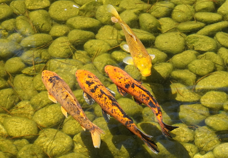 toy, wildlife photography, close-up, koi, underwater, idyllic, relaxation, animals, animal, koi carp, mess, fish, cultivar, pond, still, romantic, swimming