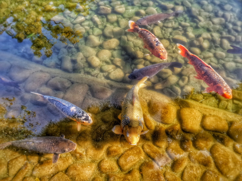 underwater, sea, animal wildlife, animals in the wild, zoology, Pond, sea life, nature, school of fish, group of animals, Koi, japanese, Carps, swimming