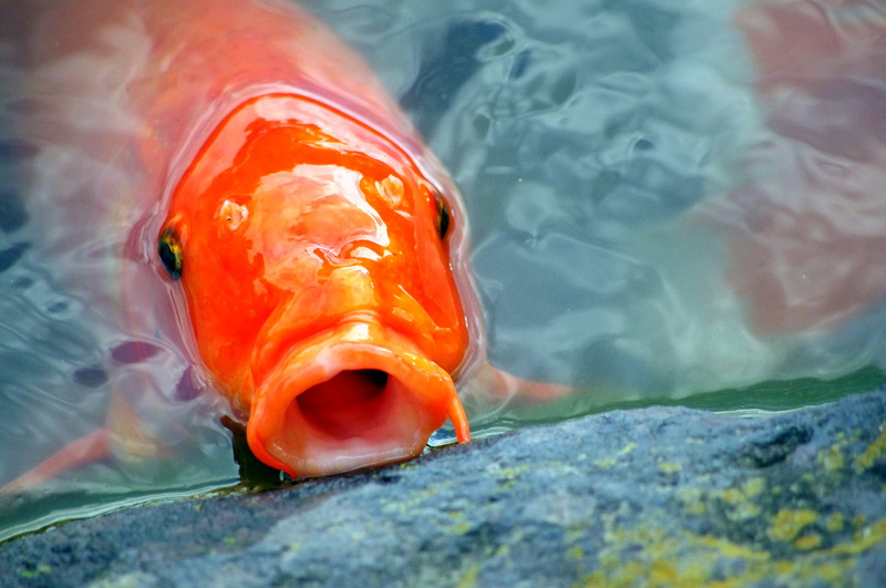 close-up, animal head, sea life, water, japan, day, marine, aquarium fish, animal themes, pond, sea, japan garden, red, animal body part, vivid, nature