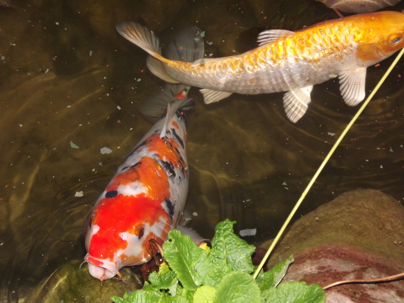 underwater, animal wildlife, marine, close-up, no people, sea life, cyprinus carpio, water, animal, koi carp, vertebrate, koi, japanese, fish, carp, animal themes