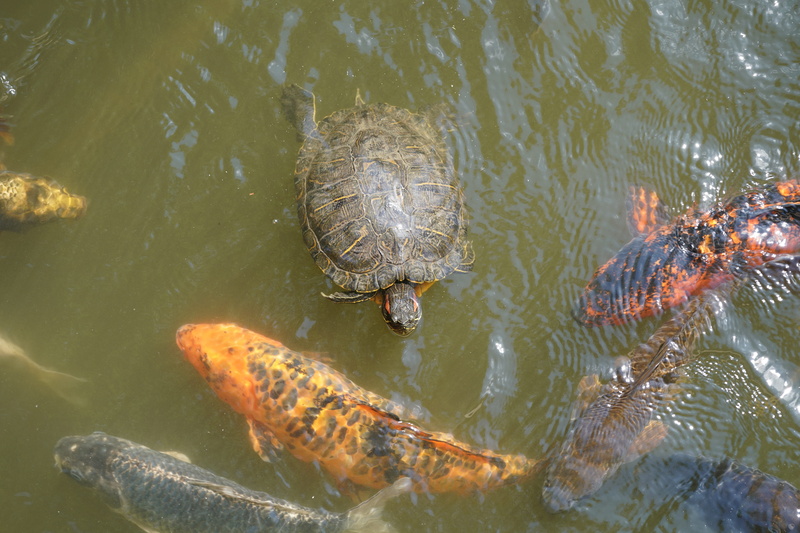 carp, nature, lake, japanese, underwater, 5K, garden pond, marine, pond, vertebrate, koi, swimming, animal wildlife, orange, group of animals, high angle view