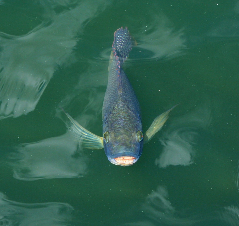 outdoors, lake, koi, animal wildlife, mouth open, fauna, animal themes, underwater, Swim, swimming, high angle view, animals in the wild, oriental, Pond