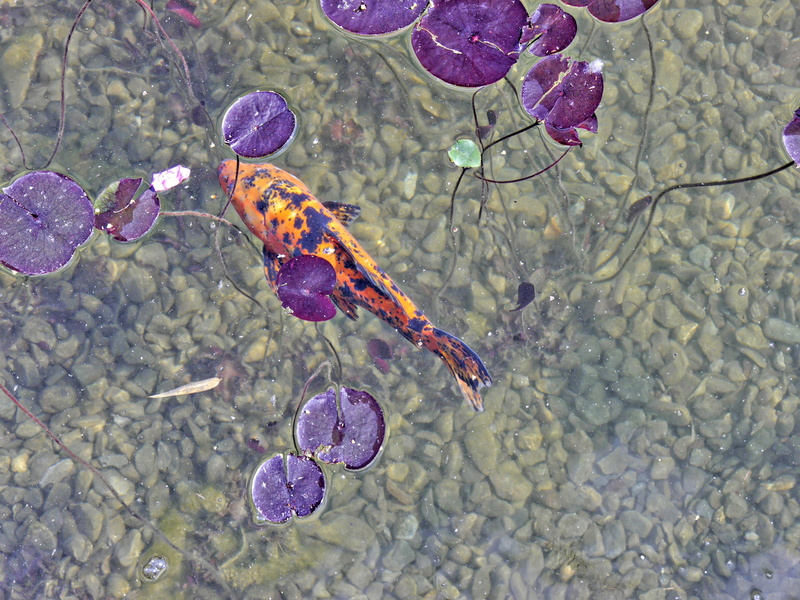 outdoors, no people, japanese, pond, nature, carp, lake, animals in the wild, domesticated, animal wildlife, one animal, leaf, marine, water, floating