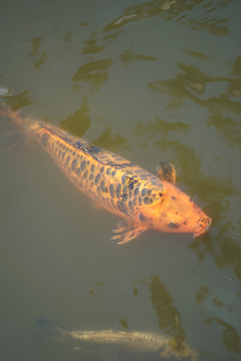 one animal, swim, koi carp, koi, carp, vertebrate, 5K, high angle view, animal wildlife, marine, japan, cultivar, fish, waterfront, pond, no people, orange
