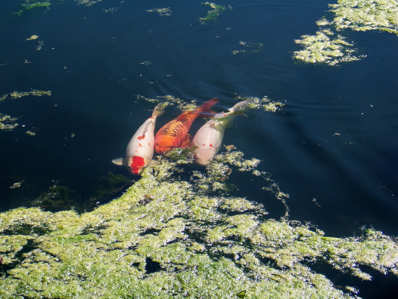 marine, swimming, Nature, white, water, asia, koi, river, seafood, one person, Water, Carp, fish, lifestyles, colorful, sea, day, Fish, mature adult, pond