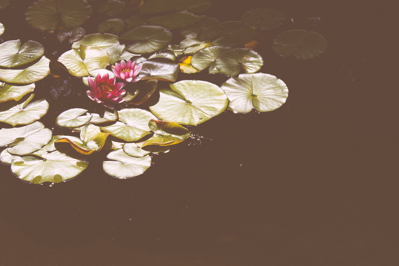 inflorescence, flowering plant, nature, lily, high angle view, fragility, close-up, blossom, ripple, copy space, no people, vulnerability, plant, petal