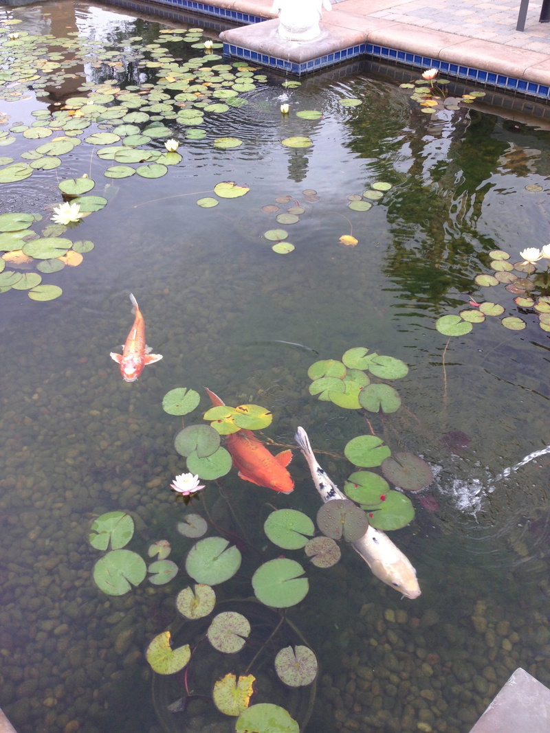 floating on water, plant, orange, nature, flowering plant, plant part, koi, swimming, water, day, pond, swim, growth, lotus water lily, lake, outdoors
