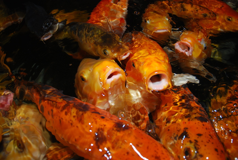 school of fish, aquarium, animal themes, carp, animals, animals in the wild, orange color, outdoors, vertebrate, koi carp, animal wildlife, sea, water