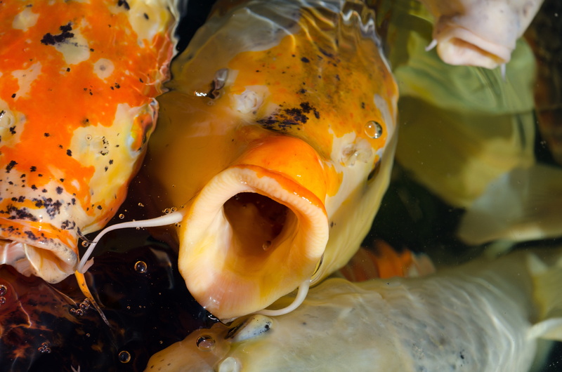 red, animals in the wild, marine, nature, asian, goldfish, 4K, wellbeing, fish, healthy eating, no people, oriental, china, indoors, animal, egg yolk