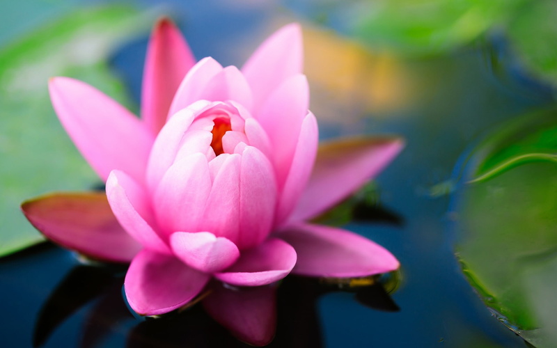 Water, 1080P, Pink, close, Flower, Lily