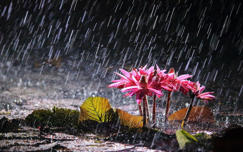 Rain, flowers, Pink, 1080P, Heavy, petaled, Lilies, Water