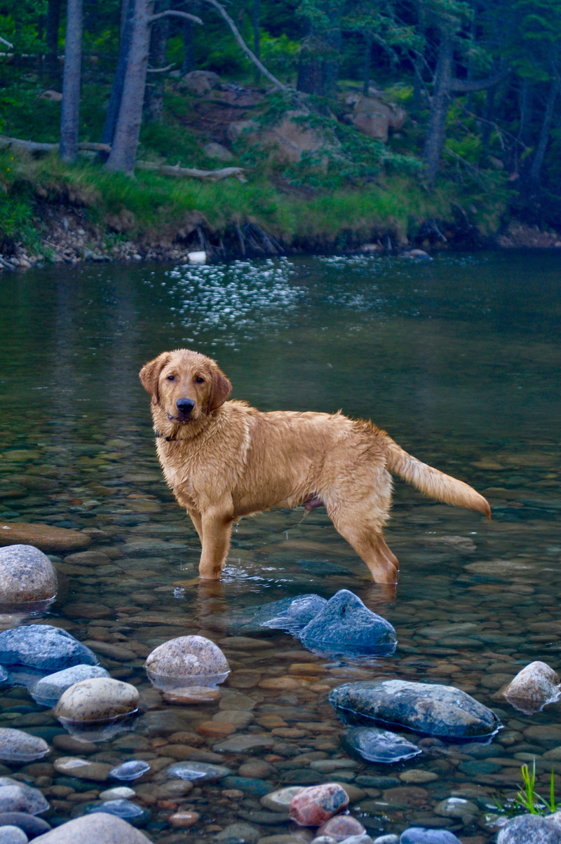 pets, dog, domestic, lab, water, 4K, lake, rock, domestic animals, nature, stone - object, day, animal, golden, vertebrate, mammal, rock - object, outdoors
