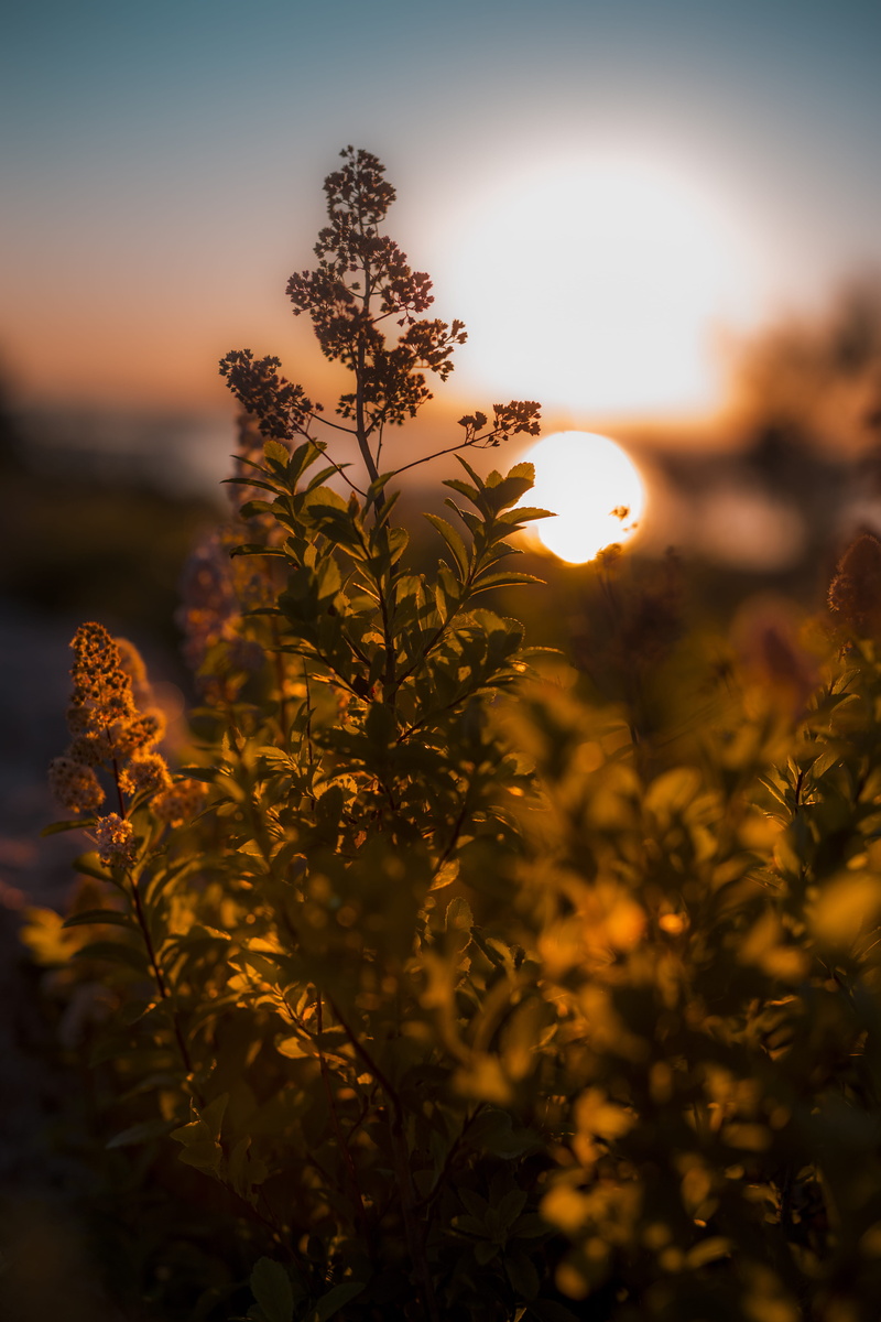 tranquility, focus, flower, leaf, plant part, tree, sun, sunrise, 5K, nature, sundown, leafed, mountain, golden hour, selective focus, focus on foreground