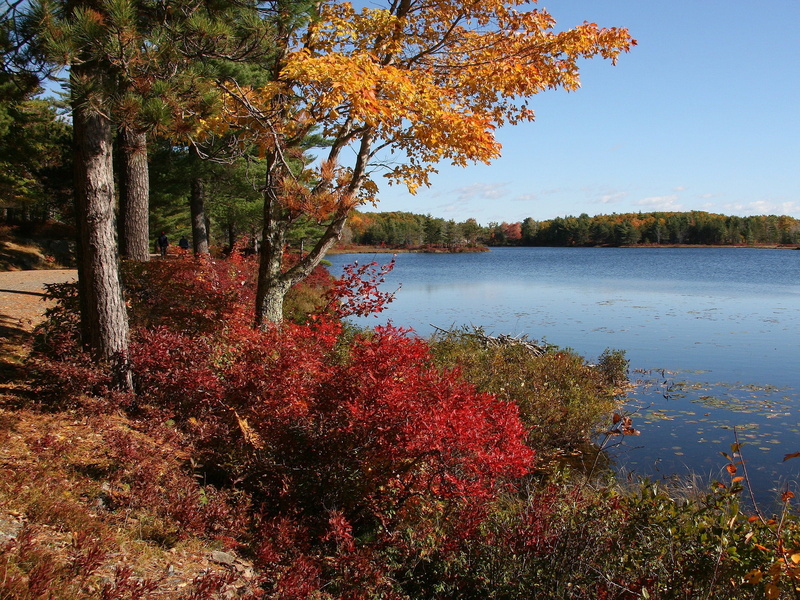 autumn, growth, water, outside, change, scenics - nature, tree, nature, landscape, day, trees, fall, colorful, countryside, acadia national park, idyllic