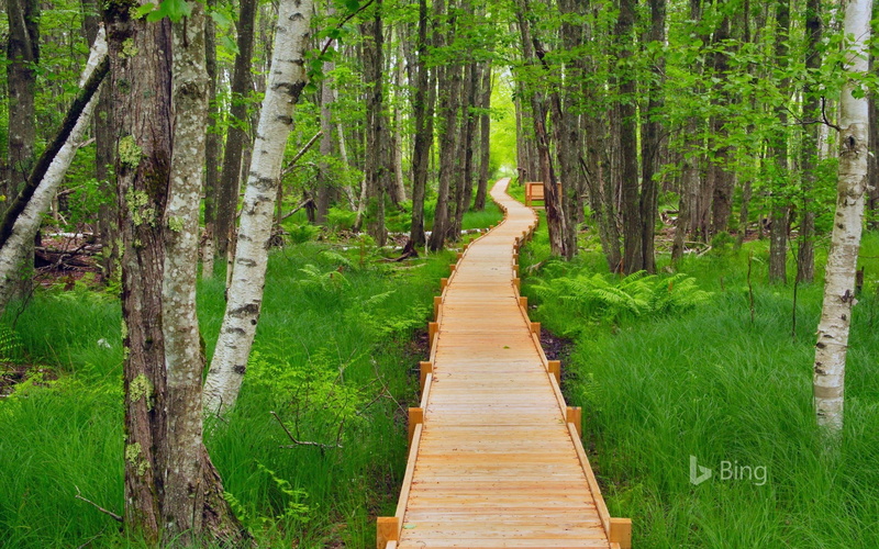 long, tranquility, bamboo - plant, day, boardwalk, beauty in nature, footpath, land, national, wood - material, wallp, park, diminishing perspective, growth