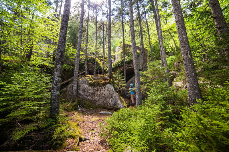 land, 2K, no people, usa, trunk, tranquil scene, growth, standing, woods, trees, one person, tree trunk, plant, pine tree, plants, non-urban scene, scenery