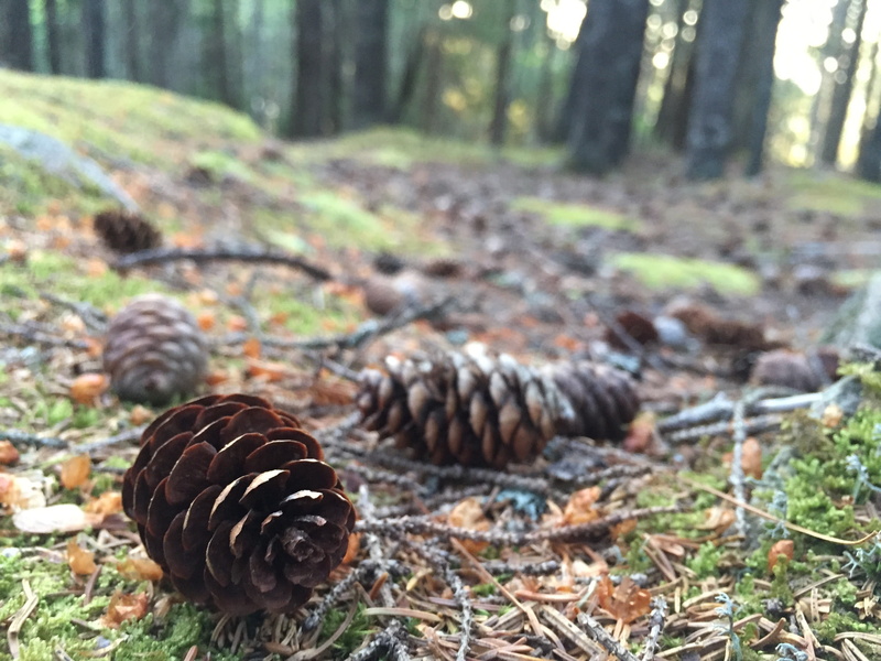pine cone, national parks, pine needle, animal, natural pattern, field, nature, outdoors, animal wildlife, day, maine, acadia, no people, pinecone, plant