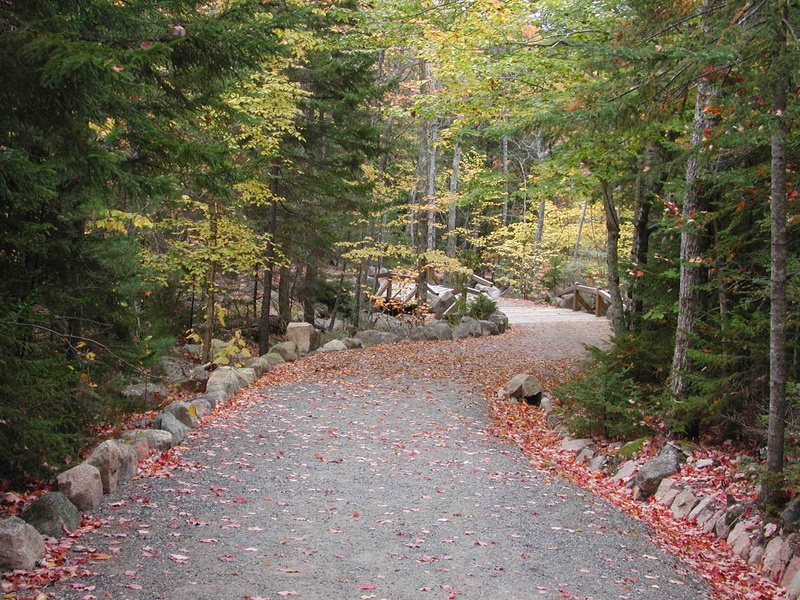 plant, the way forward, canine, woods, leaves, trunk, acadia, forest, animal themes, mammal, 1080P, dog, vertebrate, growth, footpath, park, one animal