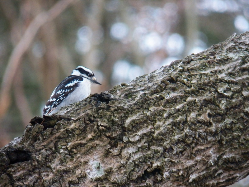 textured, plant, nature, bird, lichen, perching, vertebrate, wildlife, tree trunk, woodpecker, animals in the wild, rough, focus on foreground, tree, animal