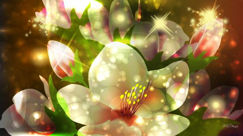 oriental, glow, lily, blossom, nature and landsc, yellow, stars, abstract, flowers, spring, white, lotus, flower, summer, pink, 1080P, bright, lights