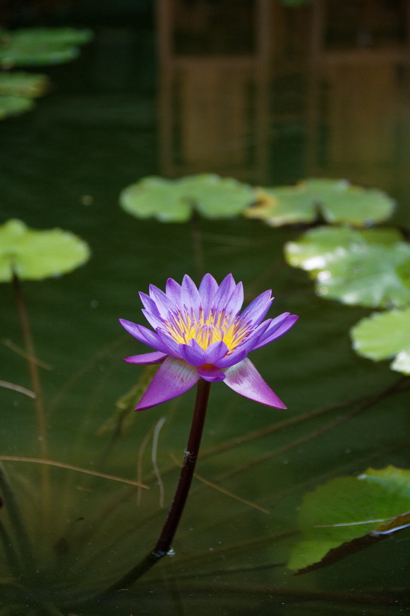 water, inflorescence, fragility, no people, 5K, freshness, summer, vulnerability, blossom, flower head, petal, beauty in nature, plant part, pink color