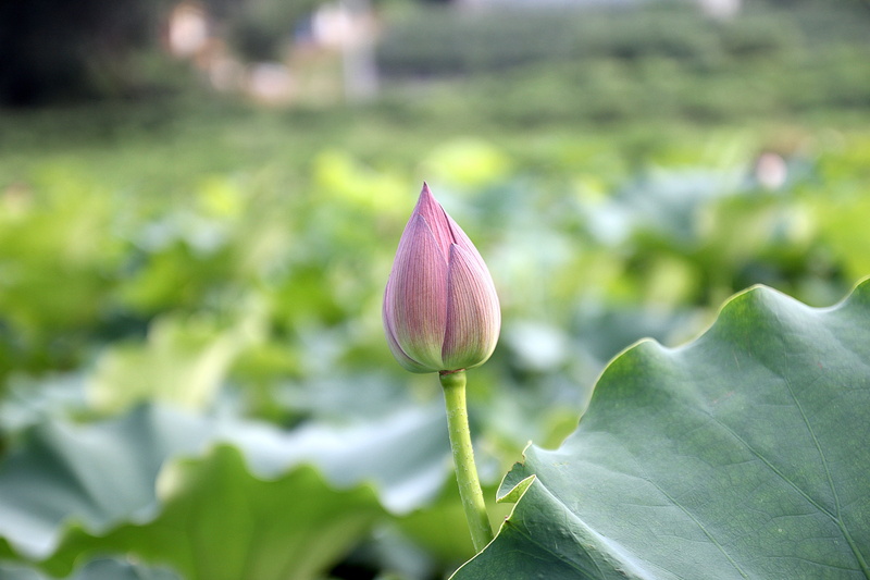 aquatic, Bloom, vulnerability, inflorescence, fragility, freshness, botany, no people, leaf, petal, lotus Water Lily, flowering plant, water Lily, summer