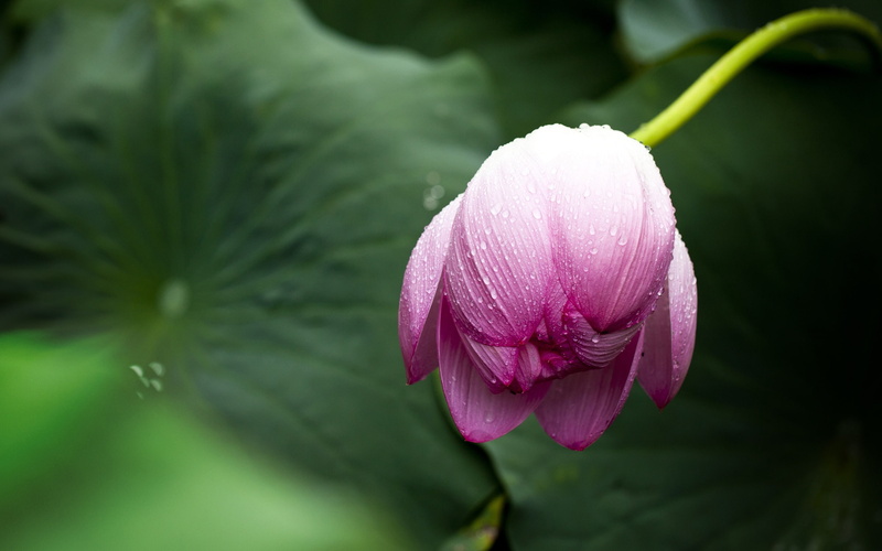 beauty in nature, lotus water lily, freshness, flower, hd, vulnerability, 2K, pink color, fragility, inflorescence, flowering plant, flower head