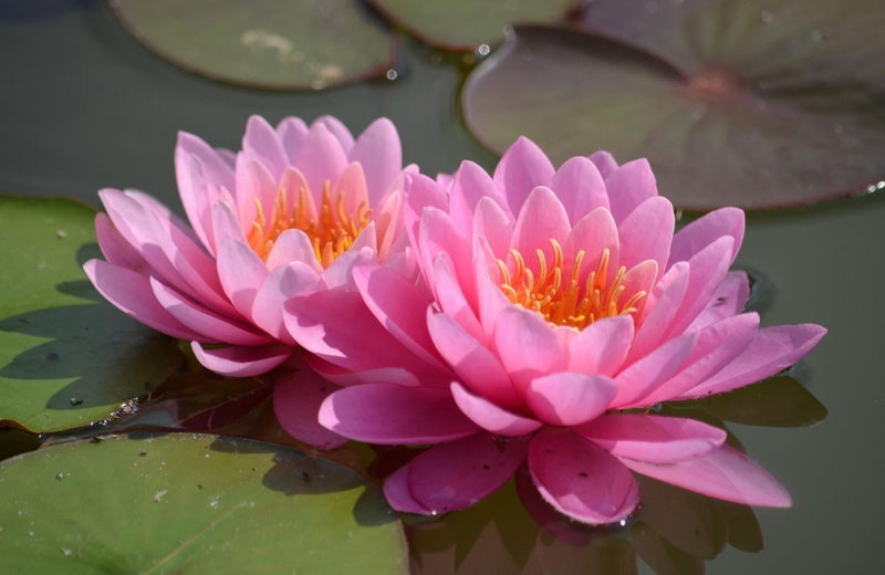 aquatic, no people, backgrounds, lily, water, inflorescence, pink Color, floating on water, growth, lotus, lotus Water Lily, beauty In Nature, lake, flower