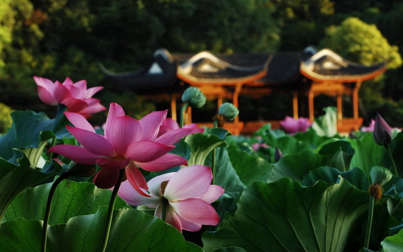 beauty In Nature, nature, outdoors, lotus, leaf, lotus Water Lily, formal Garden, asia, vulnerability, no people, purple, flowers, growth, buddhism, pond