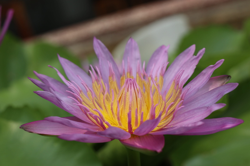 lotus, pollen, growth, flower, day, yellow, nymphaea, pond, no people, petal, purple flower, 5K, fragility, inflorescence, purple, meditation, flower head