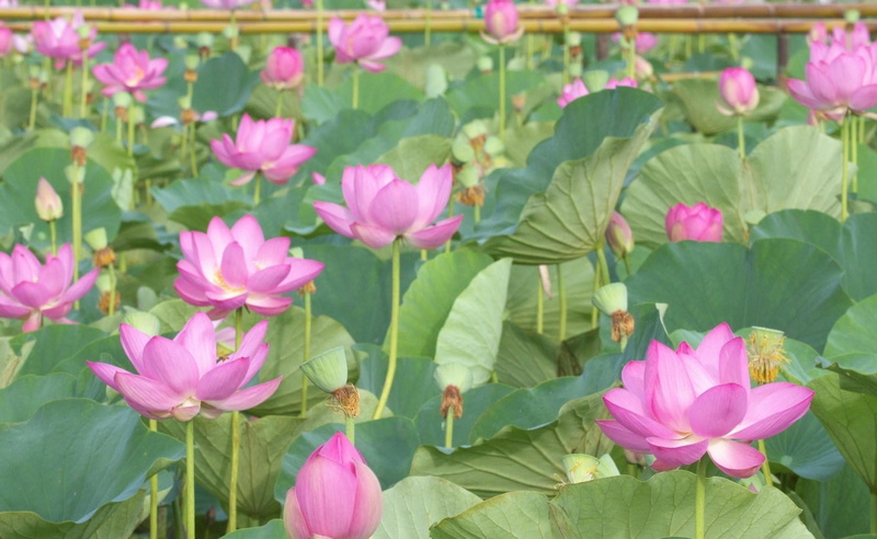 asia, outdoors, flower, inflorescence, flower Head, nature, pond, backgrounds, lotus Water Lily, purple, water Lily, pink, lotus, multi Colored, flowers