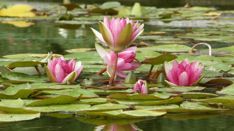pink, freshness, flower, leaf, blossom, growth, springtime, flowers, close-up, aquatic, summer, petal, plant, nature, fragility, bolt, vulnerability, tranquil Scene