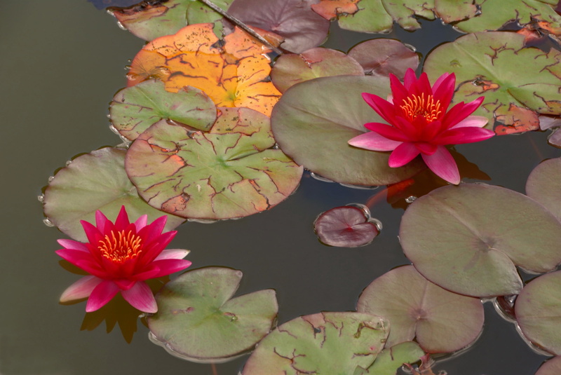 leaves, single Flower, flowers, pink Color, water, lotus Water Lily, season, decoration, multi Colored, inflorescence, lilies, plant part, floating on water
