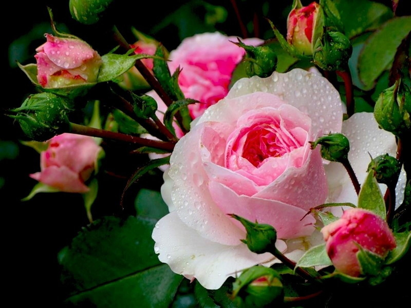 botany, leaf, buds, green Color, wedding, plant, raindrop, blossom, summer, rose - Flower, plant part, softness, bouquet, springtime, no people, flowering plant
