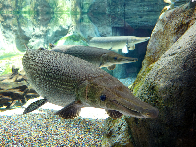 living fossils, long jaw, predator, swimming, group of animals, undersea, underwater, nature, no people, rock, sea, animal wildlife, aggressive, vertebrate