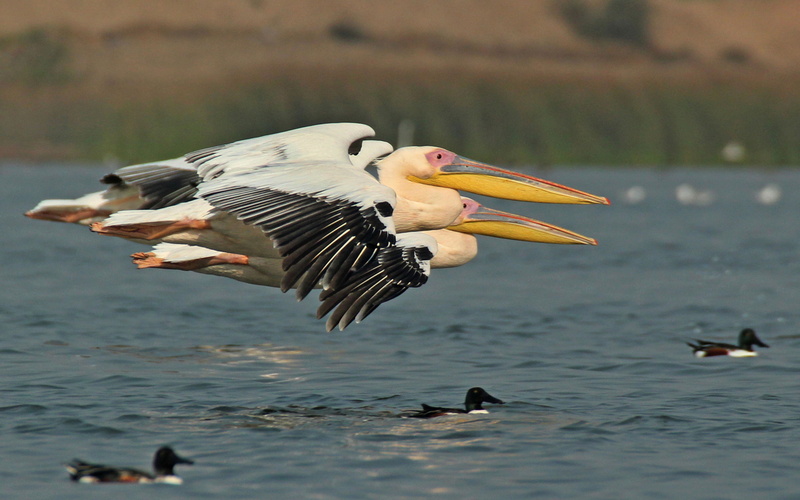 flying, bird, 4K, spread wings, mobile, no people, group of animals, mid-air, day, pc, pelican, selective focus, desktop, animal themes, animals in the wild
