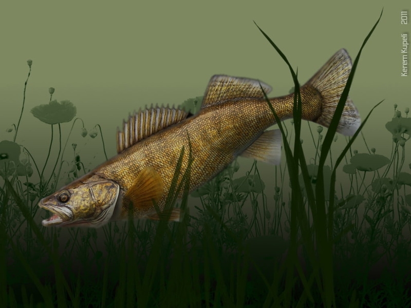 river, freshwater, FISH, walleye, animals, 480P, hd, kupeli, kerem, art, lake, fishing