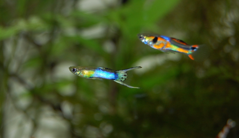 motion, flying, colorful, animals in the wild, freshwater, animal wildlife, guppy, multi colored, day, 1080P, water creature, toy, outdoors, swimming