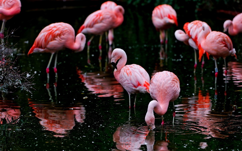animal wildlife, outdoors, lake, day, animals in the wild, group of animals, vertebrate, animals, freshwater bird, water, reflection, pink color, 2K, no people
