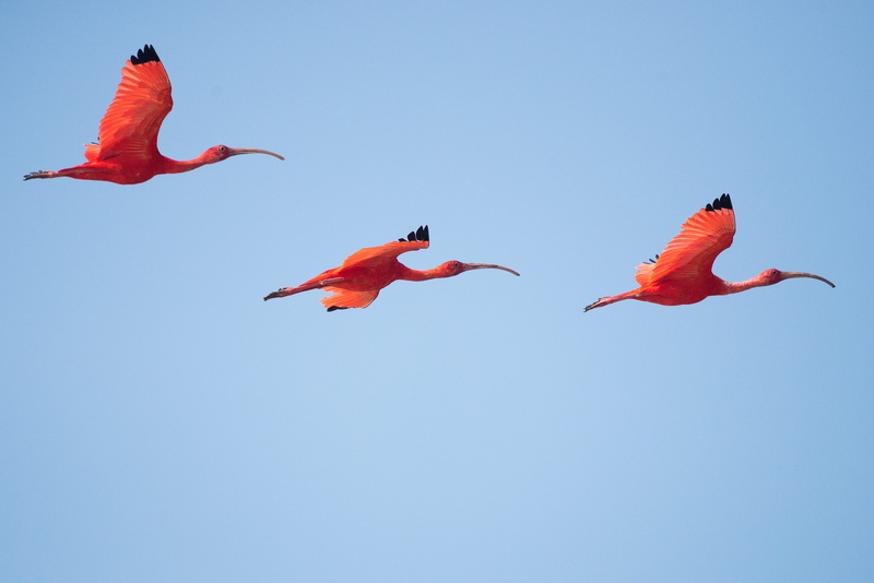 vibrant color, feathers, animal body part, clear sky, no people, sky, group of animals, three, animal, birds, nature, flying, flamingos, animal themes