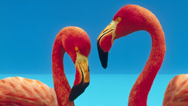close-up, birds, animals in the wild, animal, animal body part, nature, no people, beak, group of animals, water, 1080P, bird, animals, flamingo, animal neck