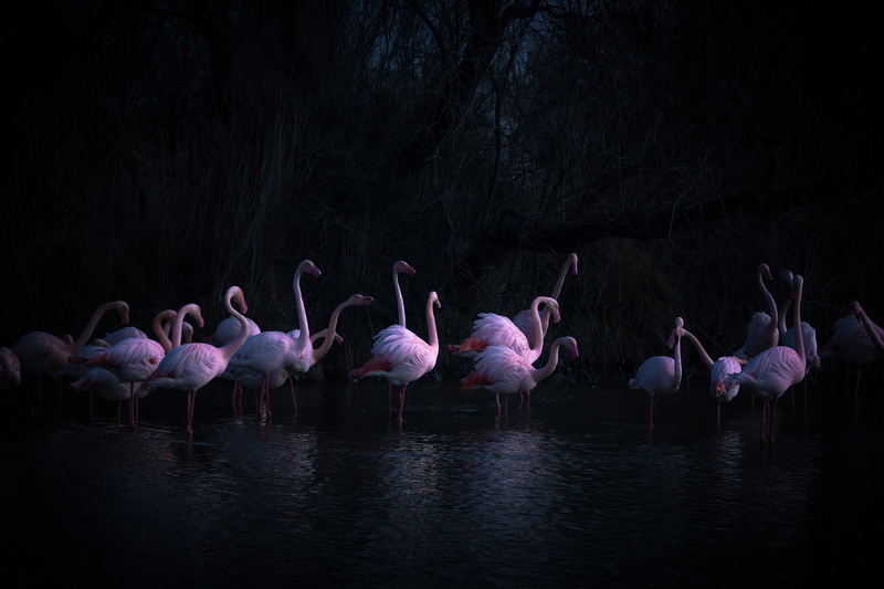beauty in nature, freshwater bird, group of animals, lake, bird, no people, animal wildlife, photography, reflection, night, birds, vertebrate, 1080P