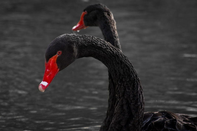 water bird, animals, focus on foreground, animals in the wild, animal themes, day, swan, swimming, beak, animal, animal wildlife, black swan, animal neck
