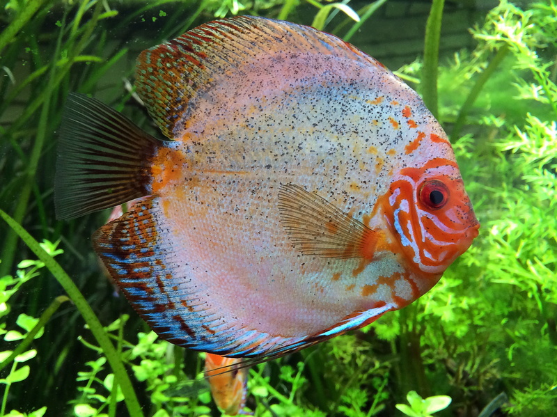 water, freshwater Fish, blue, freshwater, red, one animal, marine, swimming Animal, no people, animal wildlife, sea, aquarium, swimming, day, cichlid, animal
