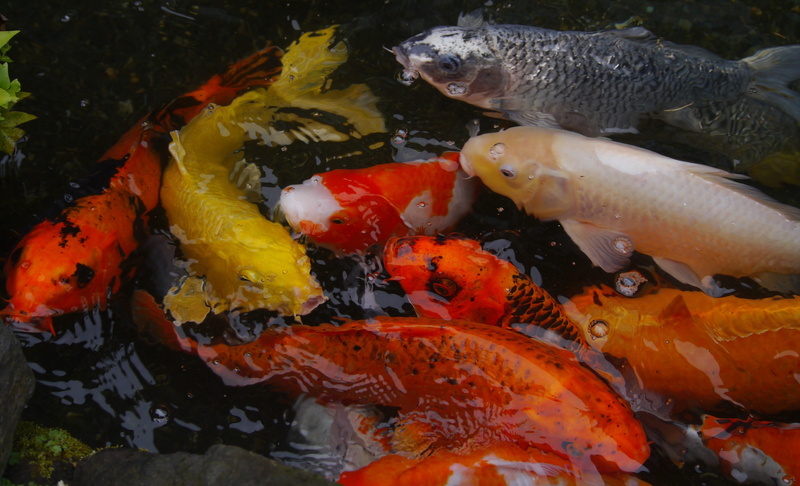 sea, vivid, sea life, pond, Carp, yokosuka, no people, scales, breeding, huang, aquarium fish, school of fish, fish, water, animal wildlife, silver, cool japan