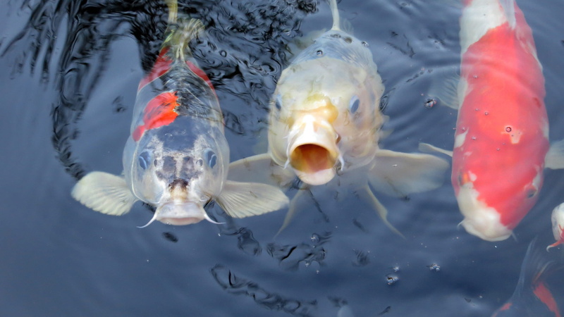 sea, animal wildlife, koi, carp, Pond, 1080P, fish mouth, animals, Fish, swimming, fish, pond, Water, pets, three, one animal, animals in the wild, Koi