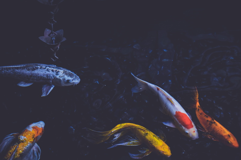swimming, underwater, marine, large group of animals, goldfish, 4K, school of fish, animals in the wild, nature, vertebrate, animal wildlife, fishes, sea